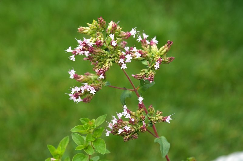 Oregano 
