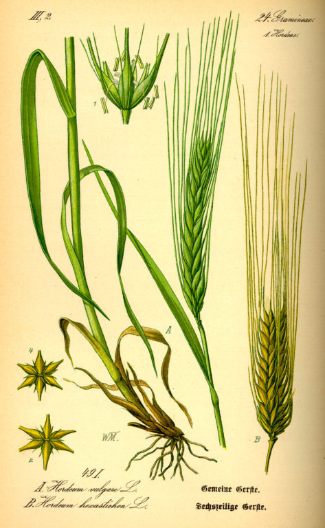 druhy zeleneho jacmena