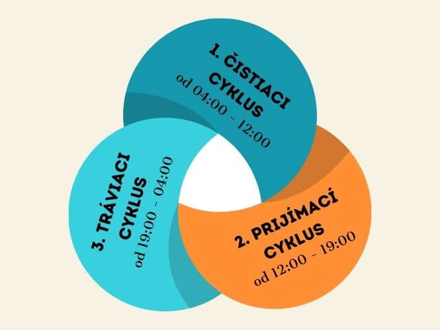 infografika jednotlivých cyklov metabolizmu